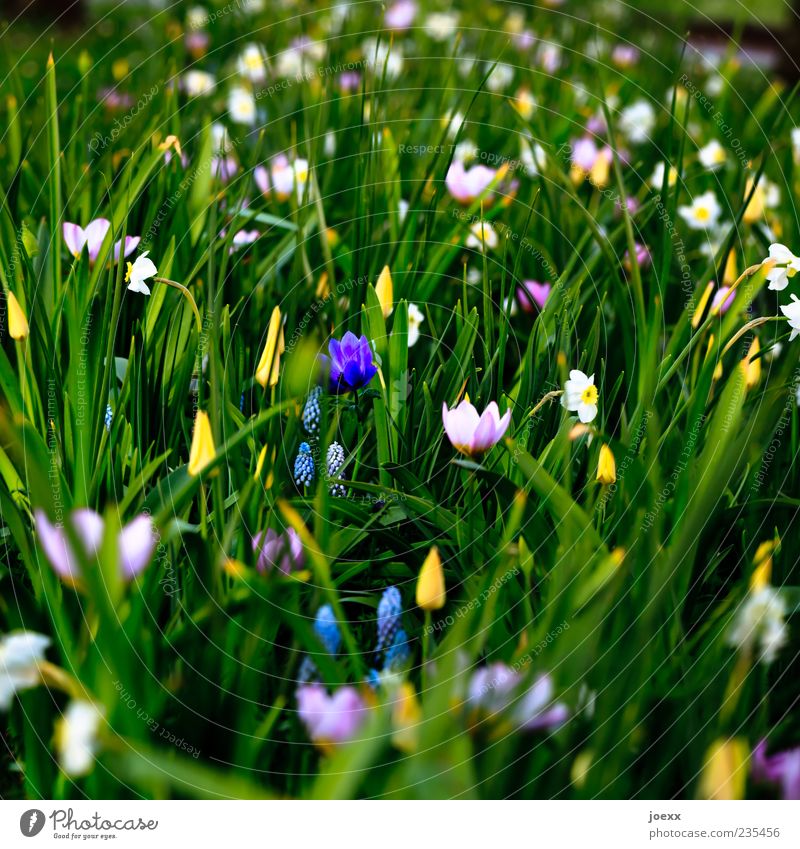 Düster Natur Frühling Blume schön blau gelb grün violett rosa weiß Tulpe Gelbe Narzisse Farbfoto mehrfarbig Außenaufnahme Menschenleer Tag Schatten Kontrast