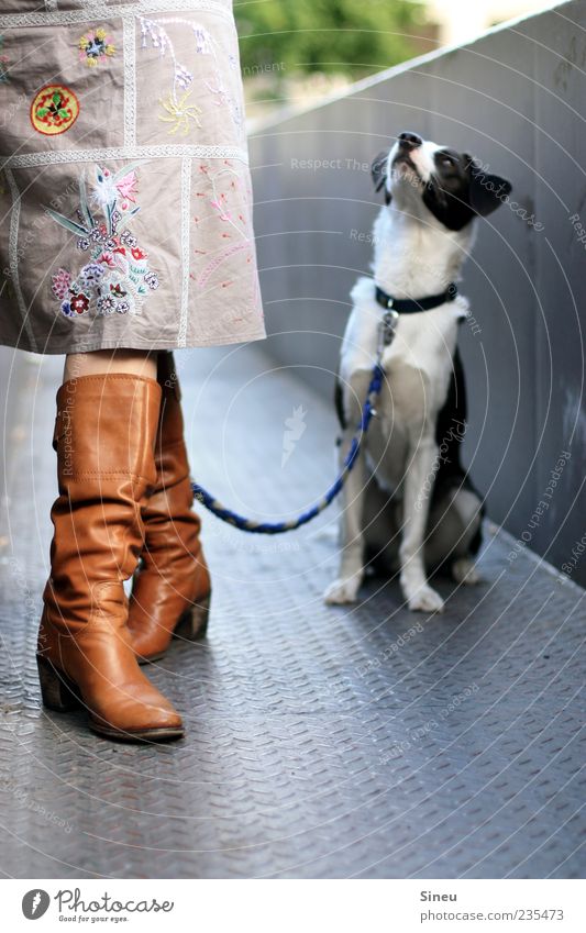 Was issn jetzt mit der Belohnung ??? Frau Erwachsene Beine 1 Mensch Rock Stiefel Tier Hund Hundeleine Halsband sitzen stehen warten Neugier klug Tierliebe