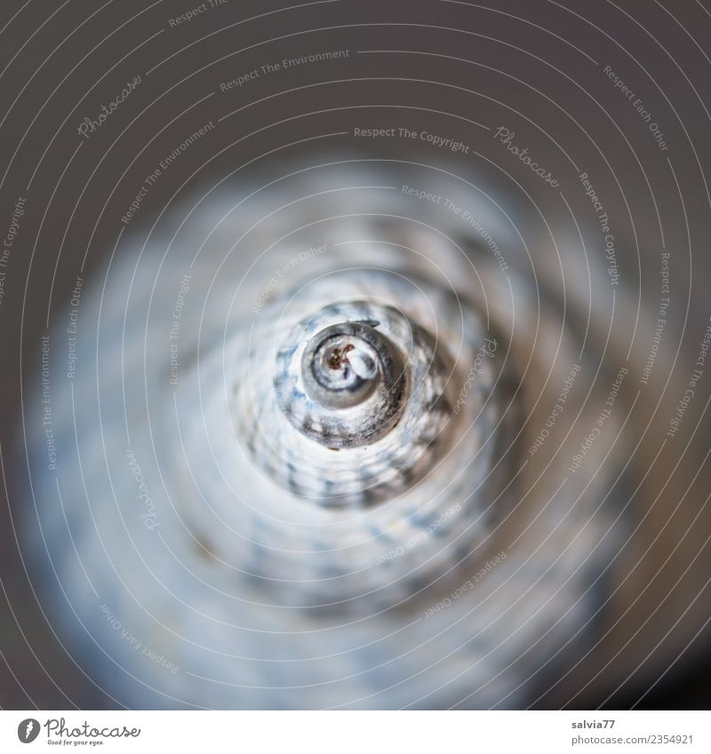 Spiralform einer Schnecke als Makro Schneckenhaus rund Beginn Design Schutz Symmetrie gedreht Spirale Rundbauweise Strukturen & Formen Turm Farbfoto