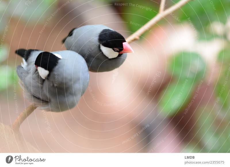 Sitzen zwei Finken auf einem Ast,... Tier Wald Wildtier Vogel Zoo 2 grau grün Reisfinken Singvögel Pause ruhen ruhend sitzen warten gefiedert Feder beleidigt