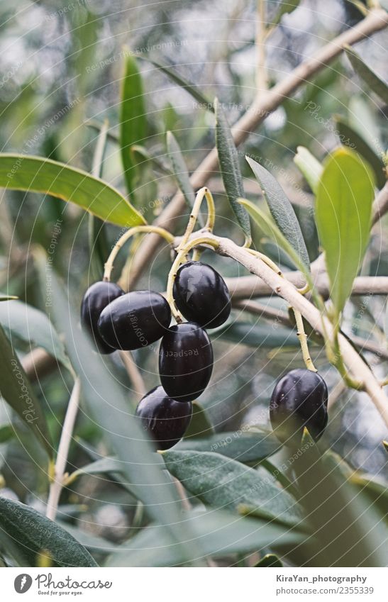 Nahaufnahme des Olivenbaums und der schwarzen reifen Oliven Lebensmittel Gemüse Pflanze Baum Garten Wald Essen Überraschung träumen Blatt Ackerbau grün Natur