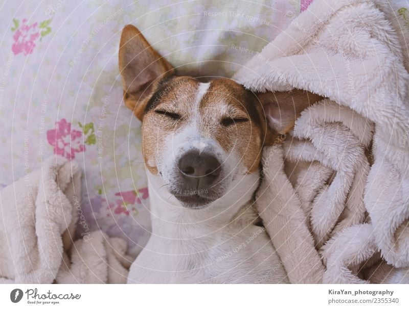 Sleepy Jack Russell Terrier in der Decke Erwachsene Haustier Hund lustig niedlich reizvoll Welpe Schlafzimmer heimisch Bett rosa heimwärts schlafen Jugendliche