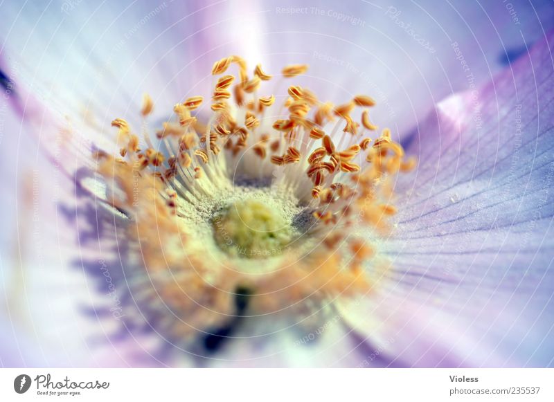 ...ich geh stempeln Natur Pflanze Blume Blüte Frühlingsgefühle Stempel Detailaufnahme Farbfoto Makroaufnahme Buschwindröschen Pollen Blütenblatt Menschenleer