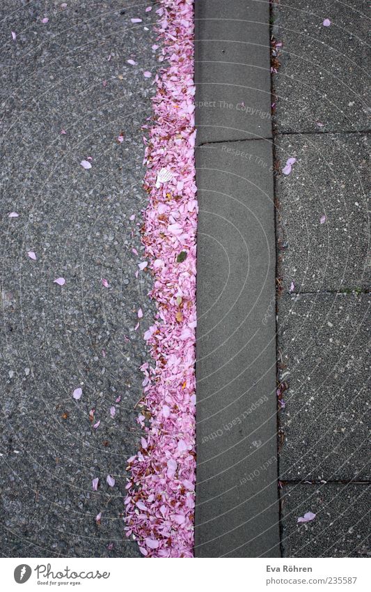 Rosa Kirschblüten auf Asphalt Umwelt Frühling Pflanze Blume Blüte Verkehrswege Straße Stein Duft schön natürlich positiv grau rosa ruhig ästhetisch Bürgersteig