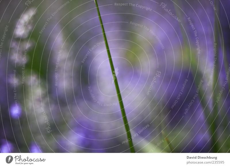 Unscharfer Lavendel Natur Pflanze Sommer Gras grün violett Halm Wachstum Detailaufnahme Farbfoto Außenaufnahme Nahaufnahme Strukturen & Formen Tag Licht