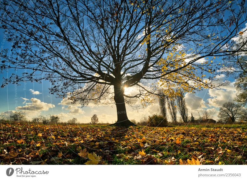 Baum Umwelt Natur Landschaft Himmel Sonne Herbst Winter Klimawandel Schönes Wetter Wind Blatt Ahorn Park Wiese groß positiv trocken blau gelb orange Stimmung
