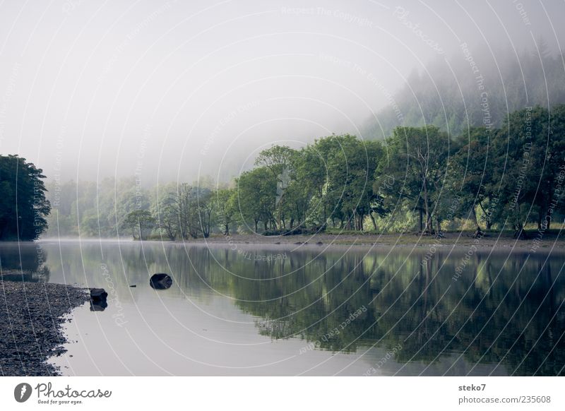 früh Nebel Baum Wald Flussufer natürlich Erholung ruhig Schottland Farbfoto Außenaufnahme Menschenleer Textfreiraum links Textfreiraum oben Morgen Silhouette