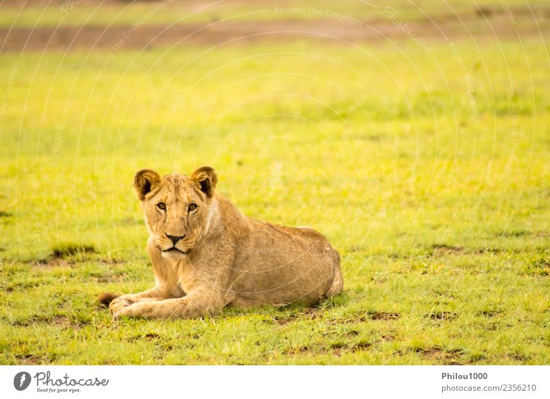 Löwe im Gras liegend gaffend Safari Baby Mann Erwachsene Mutter Menschengruppe Natur Tier Urwald Pelzmantel Katze klein natürlich wild gefährlich Afrika