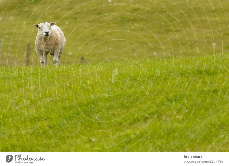 Texeler Schafe Lebensmittel Fleisch Essen Bioprodukte Vegetarische Ernährung Zufriedenheit Freiheit Sommer Insel Berge u. Gebirge Haus Landwirtschaft