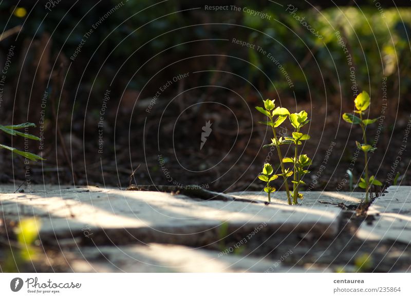 Morgenstimmung Natur Pflanze Blatt Wildpflanze klein grün Menschenleer Steinplatten Wachstum Sonnenlicht Farbfoto Außenaufnahme Textfreiraum links Schatten