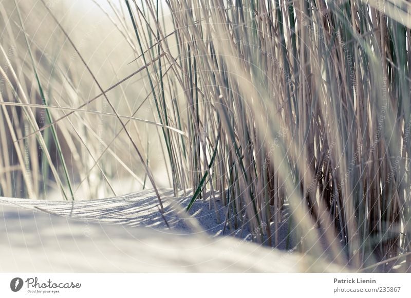 Spiekeroog | Ich werde dich lieben Strand Umwelt Natur Pflanze Sand Gras Küste Nordsee hell Düne Stranddüne Farbfoto Außenaufnahme Nahaufnahme Detailaufnahme
