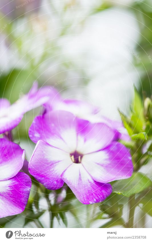 Phlox Natur Frühling Sommer Pflanze Blüte Blühend Duft nah natürlich violett Farbfoto mehrfarbig Außenaufnahme Nahaufnahme Menschenleer Textfreiraum oben Morgen