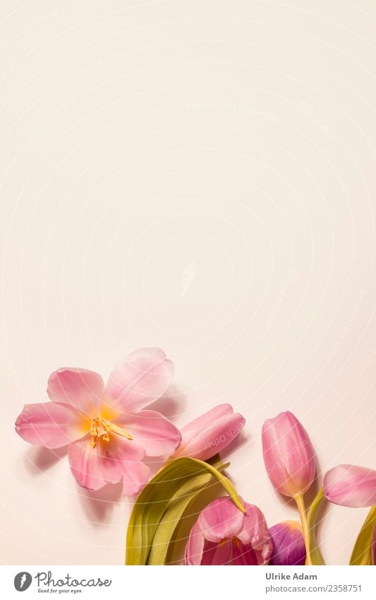 Rosa Tulpenblüten Design Wellness Leben harmonisch Wohlgefühl Zufriedenheit Erholung ruhig Meditation Spa Dekoration & Verzierung Postkarte Hintergrundbild