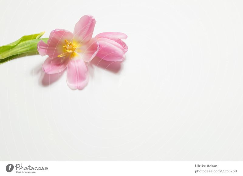 Rosa Tulpe - Grußkarte elegant Design Wellness Leben harmonisch Wohlgefühl Zufriedenheit Erholung ruhig Meditation Duft Spa Postkarte Muster Hintergrundbild
