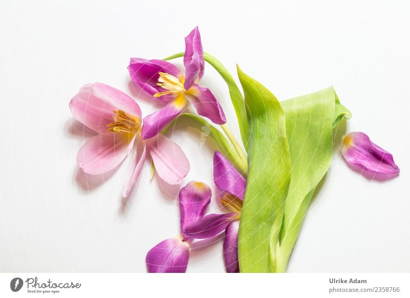 Frühling - Tulpen Arrangement elegant Design Wellness Leben harmonisch Wohlgefühl Zufriedenheit Erholung ruhig Meditation Muttertag Ostern Hochzeit Geburtstag