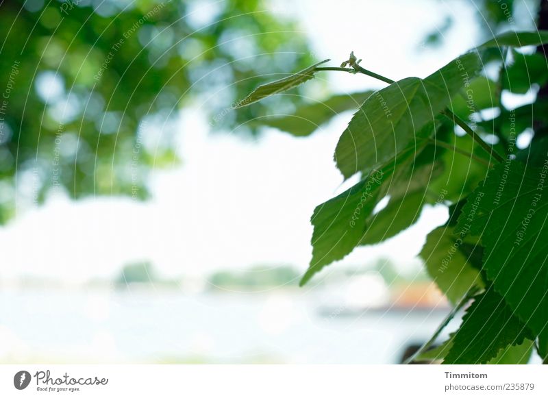 Blick auf den Rhein Pflanze Frühling Baum Blatt Fluss Wasserfahrzeug grün Unschärfe Farbfoto Außenaufnahme Menschenleer Tag Kontrast Schwache Tiefenschärfe