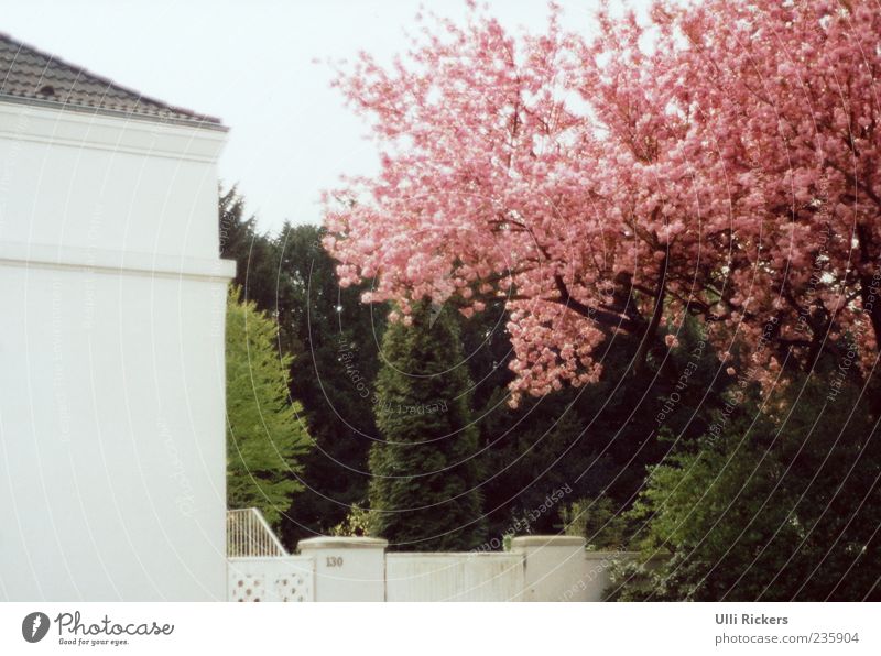 Im Frühling Garten Schönes Wetter Baum Mauer Wand Tür Häusliches Leben Duft grün rosa weiß Farbfoto Außenaufnahme analog Haus Fassade Menschenleer Natur