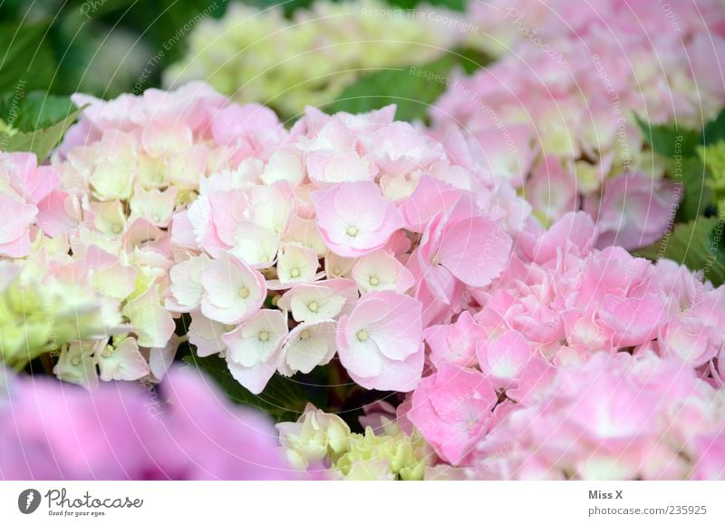 Hortensie Natur Pflanze Frühling Sommer Blume Blüte Blühend Duft Hortensienblüte Gartenpflanzen rosa zart Farbfoto mehrfarbig Nahaufnahme Menschenleer