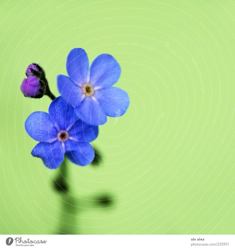 blaue Blüten Natur Pflanze Frühling Blume Blatt Vergißmeinnicht Blütenknospen Blütenblatt Blühend Duft schön Kitsch natürlich grün Muttertag Valentinstag