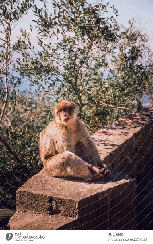 Affe sitzt an der Wand Lifestyle Sommer Abenteuer Tier Freiheit Erinnerung Gedächtnis Natur natürlich Außenaufnahme Ferien & Urlaub & Reisen wild