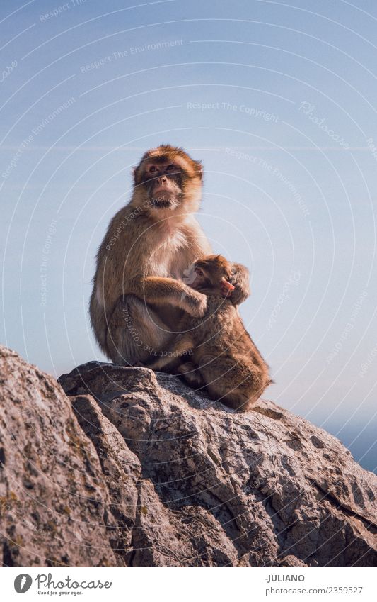 Junge Affenmutter mit ihrem Baby Lifestyle Sommer Abenteuer Tier Freiheit Denkmal Natur Außenaufnahme Ferien & Urlaub & Reisen wild süß