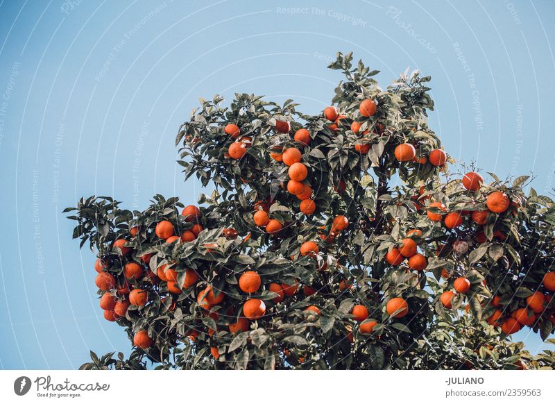 Orangenbaum im Frühjahr Sommer frisch Frucht grüner Baum mit frischen Orangen im Sommer Natur organisch Ferien & Urlaub & Reisen