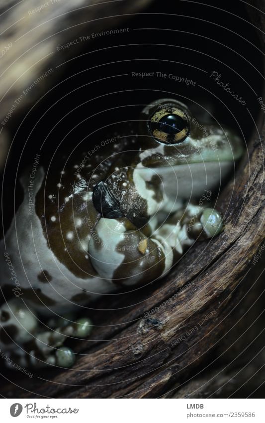 Frosch zurückgezogen Kröte Versteck Blickrichtung Detail Tier ausruhen Rückzugsort gefleckt Lurch Auge friedlich wachsam Natur schützen Ökosystem