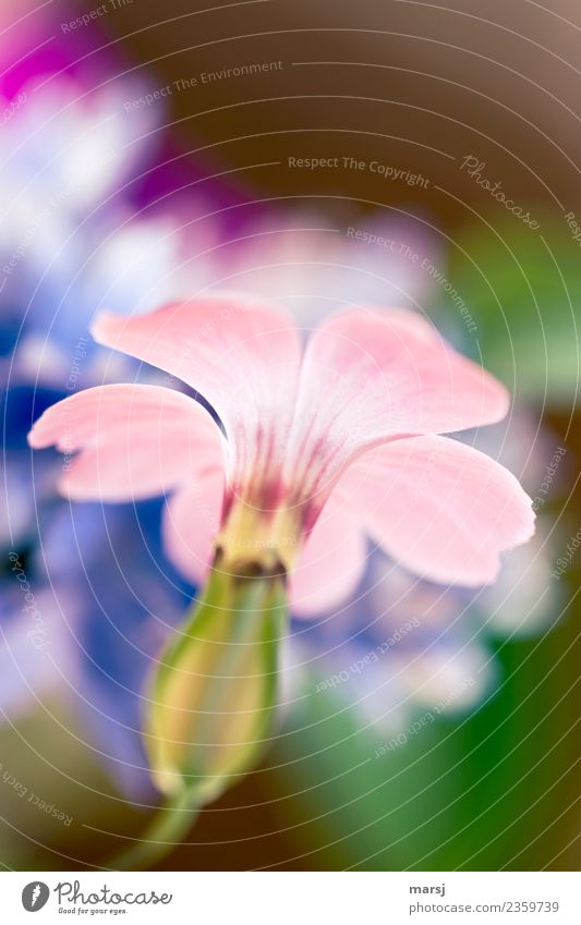 Bald... Natur Pflanze Blüte Blühend leuchten mehrfarbig violett Frühlingsgefühle Vorfreude Kraft Reinheit Hoffnung sanft Pastellton Farbfoto Detailaufnahme