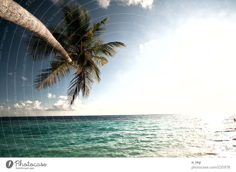 Lichtsüchtig Umwelt Natur Landschaft Wasser Himmel Sonne Sommer Schönes Wetter Wärme Meer Ferien & Urlaub & Reisen Ferne Stimmung ruhig Fernweh Malediven