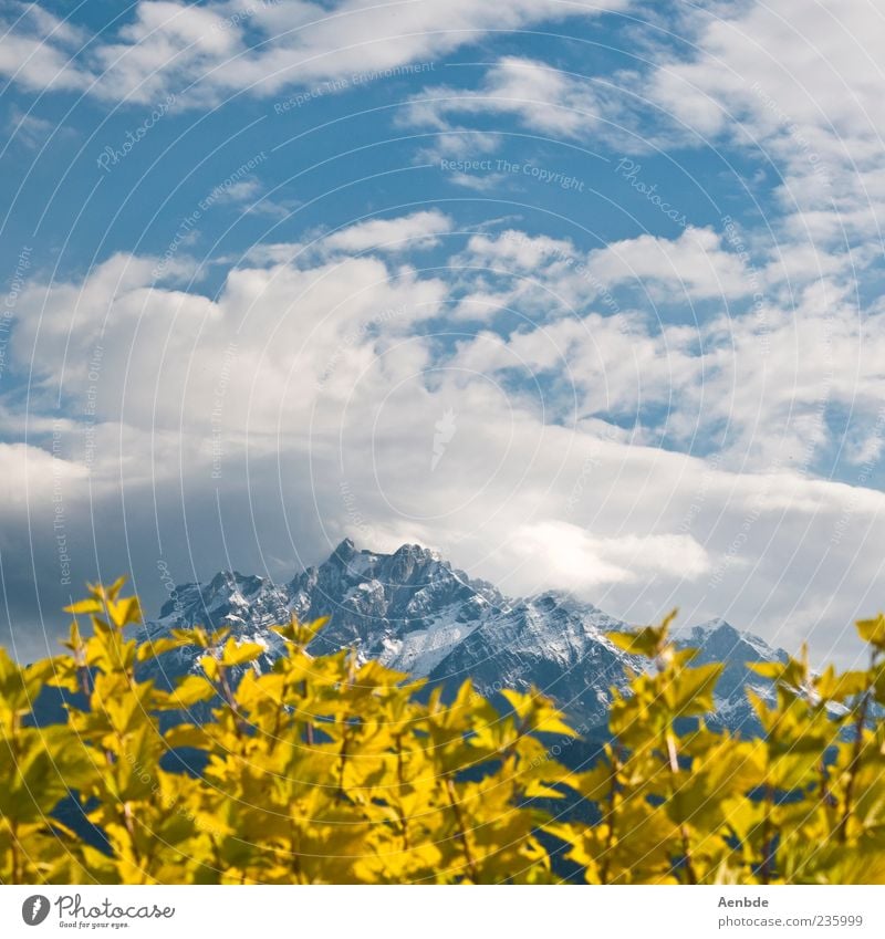 Pflanze, Berg und Himmel Freude Ferien & Urlaub & Reisen Tourismus Natur Landschaft Sommer Schönes Wetter Sträucher Alpen Berge u. Gebirge blau gelb Glück