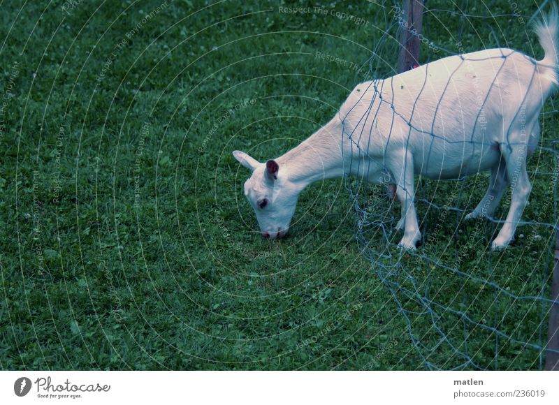 menschlich Haustier 1 Tier Wiese Gedeckte Farben Außenaufnahme Textfreiraum links Tag Nutztier Ziegen Weide Fressen Gras Zaun Barriere Netz frech abgelegen