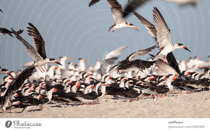 Schwarm von schwarzen Abschäumerseeschwalben Rynchops niger Strand Meer Natur Sand Urwald Küste Tier Wildtier Vogel fliegen rot weiß