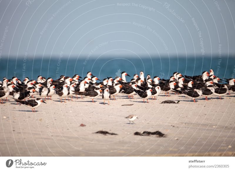 Schwarm von schwarzen Abschäumerseeschwalben Rynchops niger Strand Meer Natur Sand Urwald Küste Tier Wildtier Vogel fliegen blau rot weiß