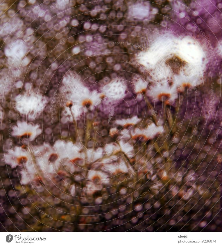 frühlingsregen Pflanze Wassertropfen Frühling Sommer Blüte Glas Frühlingsgefühle mehrfarbig Unschärfe abstrakt außergewöhnlich weiß violett Menschenleer Kunst