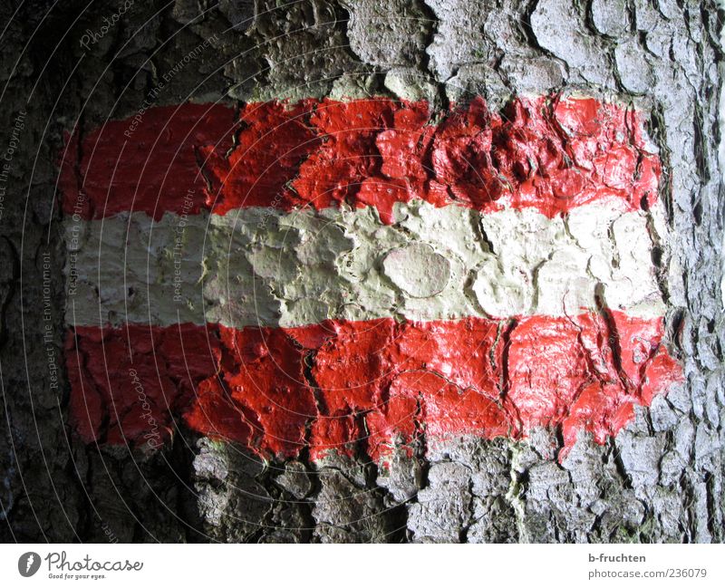 Patriotismus Baum Baumrinde Schilder & Markierungen Fahne rot weiß Österreich Farbfoto Tag Schatten Zentralperspektive Menschenleer Wegweiser Nahaufnahme