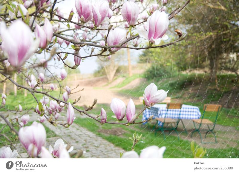 Magnolia Frühling Pflanze Blume Blüte Garten Park schön rosa Frühlingsgefühle Farbfoto Außenaufnahme Menschenleer Tag Sonnenlicht Schwache Tiefenschärfe