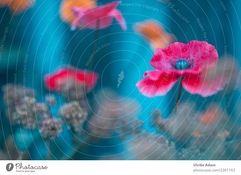 Mohnblüte - Blumen und Natur elegant Stil Design Erholung ruhig Meditation Tapete Postkarte Geburtstag Pflanze Frühling Sommer Blüte Garten Park Blühend