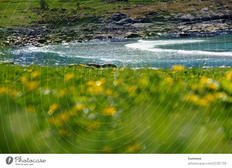 soul kiss Sommer Wellen Natur Landschaft Wasser Gras Küste Bucht Meer Norwegen Europa Skandinavien natürlich blau grün Außenaufnahme Unschärfe Menschenleer