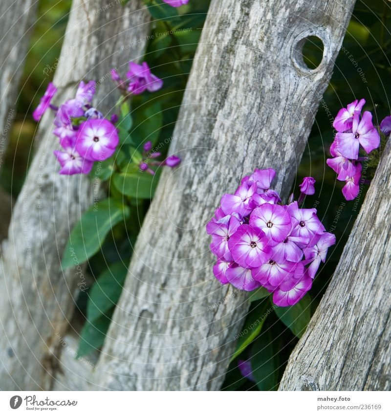 Zaungast Pflanze Sommer Blume Blüte Holz Phlox violett grau Gartenzaun grün Farbfoto Außenaufnahme Nahaufnahme Menschenleer Dämmerung Schwache Tiefenschärfe