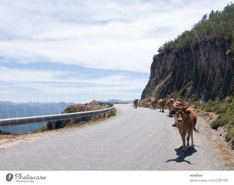 caravana Haustier Nutztier Kuh Herde laufen wandern heiß hell blau braun grau Gelassenheit Wege & Pfade Straße Felsen Himmel Wolken Traverse Berge u. Gebirge