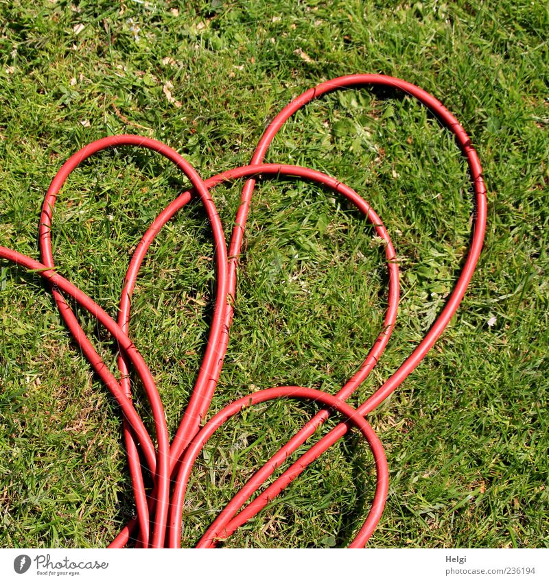 der rote Faden... Umwelt Natur Pflanze Gras Grünpflanze Garten Wiese Kabel Kabelsalat Kunststoff liegen authentisch einfach lang grün Sicherheit bizarr