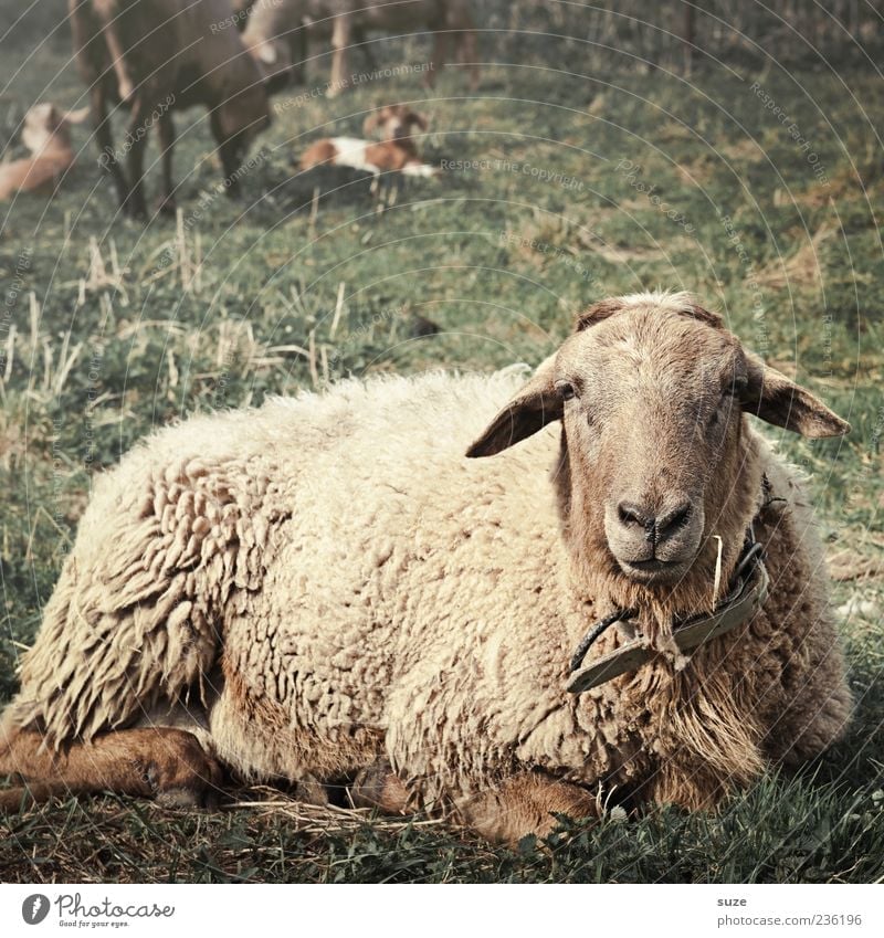 Bernd das Brot Umwelt Natur Tier Wiese Weide Nutztier Tiergesicht 1 liegen Blick authentisch dick lustig natürlich niedlich braun Schaf Wolle Landleben
