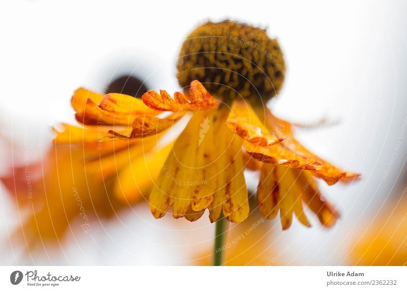 Gelbe Blume - die Sonnenbraut Natur Pflanze Sommer Herbst Blüte Helenium Sonnenblume Garten Park Blühend leuchten positiv gelb Begeisterung Warmherzigkeit schön