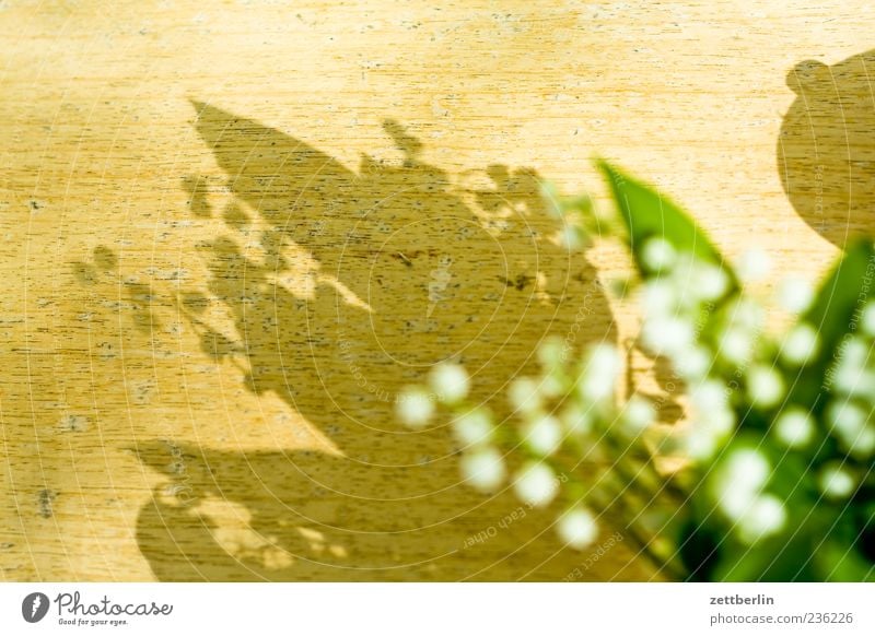 Convallaria majalis Natur Frühling Sommer Blume Blatt Blüte Grünpflanze gut Lebensfreude Frühlingsgefühle Schatten Maiglöckchen Tisch Heilpflanzen Gift Farbfoto