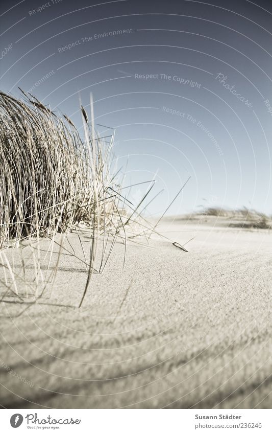 Spiekeroog | sehnsüchtig Natur Pflanze Urelemente Erde Sand Wolkenloser Himmel Sommer Wind Gras Küste Nordsee genießen ruhig Biegung Düne Dünengras Stranddüne