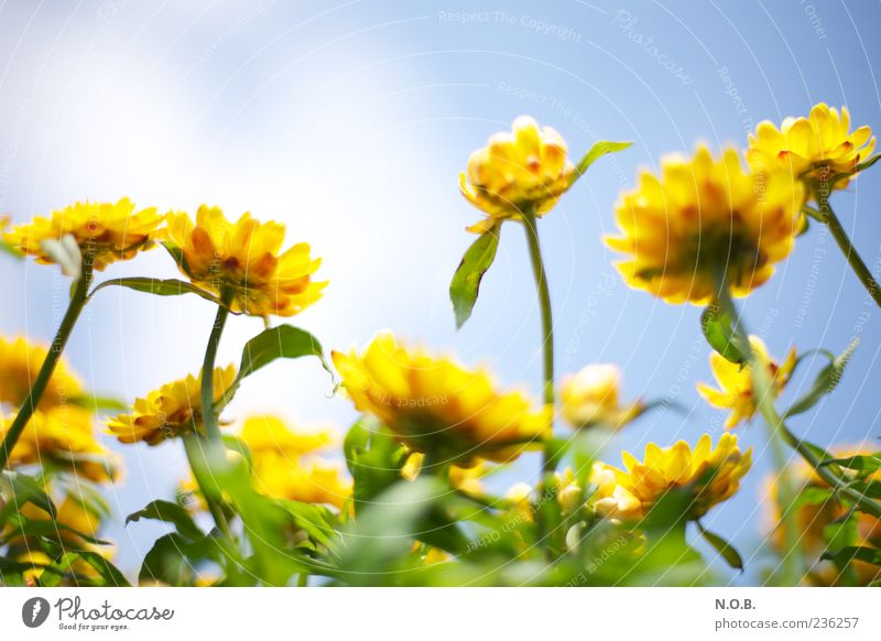 Lichtbild Natur Pflanze Himmel Frühling Sommer Schönes Wetter Blume ästhetisch Duft frisch positiv blau gelb grün Farbe Farbfoto mehrfarbig Außenaufnahme