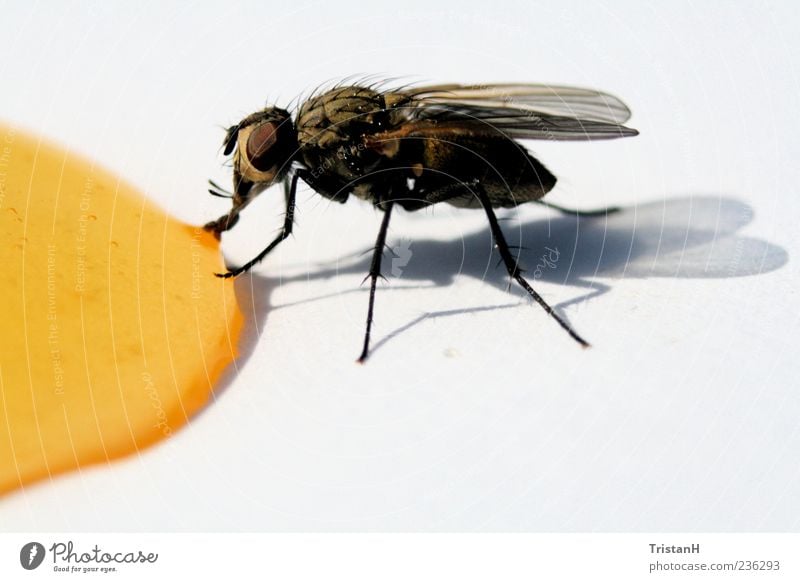 Fliege Honig Tier Flügel 1 gelb Nahaufnahme Nahrungssuche Makroaufnahme Schatten Tropfen Farbfoto Außenaufnahme Detailaufnahme Textfreiraum unten