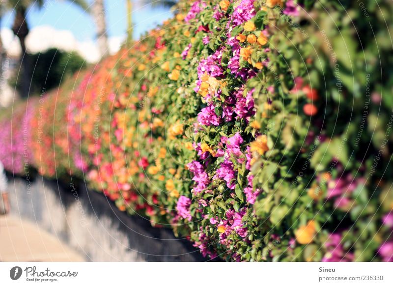 Wunderblumengewächs... Pflanze Sommer Schönes Wetter Bougainvillea Blühend gelb grün violett rot Farbfoto Außenaufnahme Menschenleer Tag Sonnenlicht