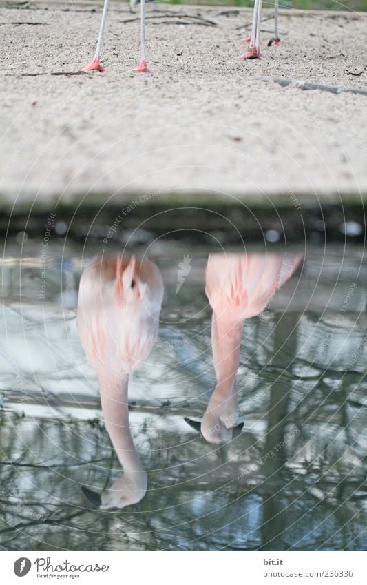 Flamingos [LUsertreffen 04|10] Umwelt Natur Seeufer Tier 2 Tierpaar exotisch blau rosa Sand Wasser verkehrt verdreht gedreht Schnabel Farbfoto Außenaufnahme
