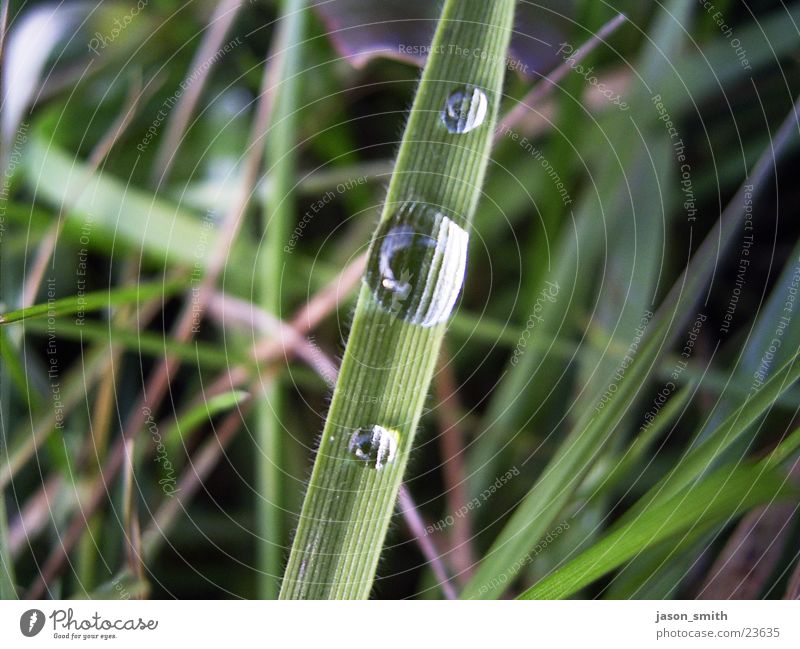 Wassertropfen Regen Gras grün Makroaufnahme aufm Feld Akku alle hmpffff